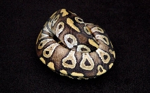 Mojave_08_086