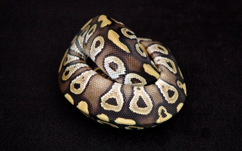 Mojave_08_086