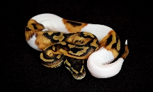 Piebald_08_098