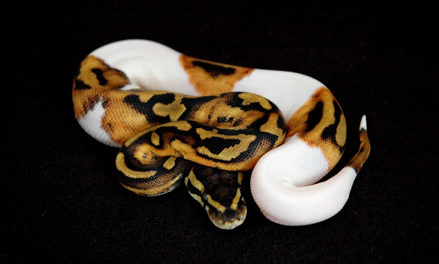Piebald_08_098