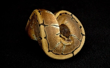 Pinstripe_08_053