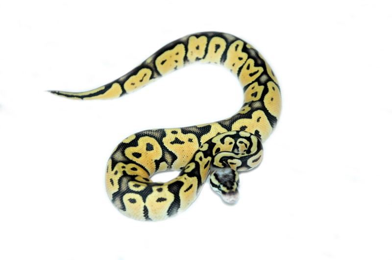 Super Pastel