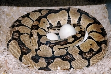 Ball Python Clutch