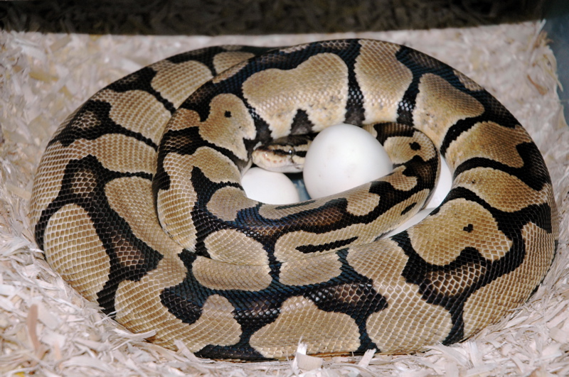 Ball Python Clutch