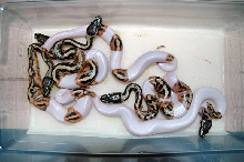 Hatchling Piebalds