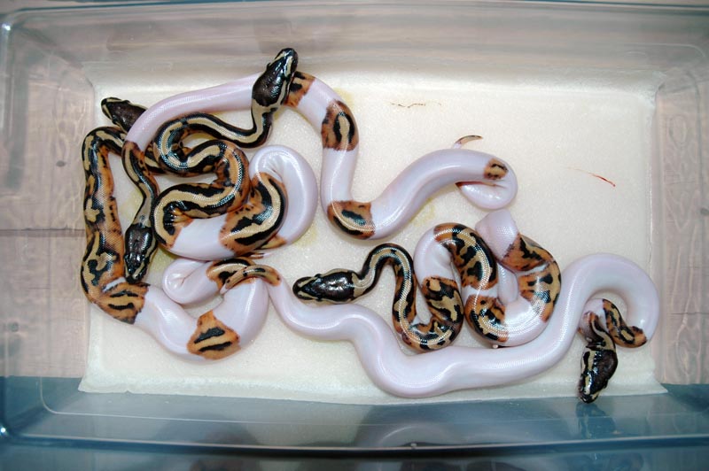 Hatchling Piebalds