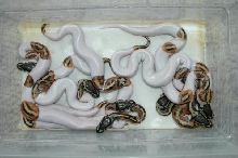 Piebald Clutch