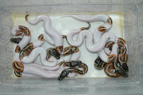 Piebald Clutch