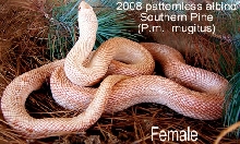 Patternless albino Southern Pine Female