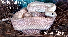 Male patternless Southern Pine