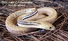 Aberrant Gopher Snake
