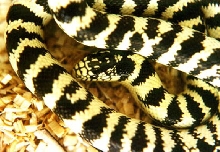"Zebra" California Kingsnake