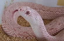 Pink, patternless Southern Pine Snake