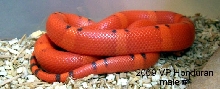 2009 VP hypo Honduran-male
