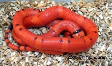 2009 VP hypo Honduran-male