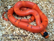 2009 VP hypo Honduran-male