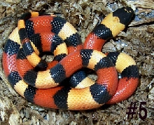 Apricot/Orange Pueblan milksnake