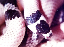 Super clean adult anerythristic Honduran Milksnake