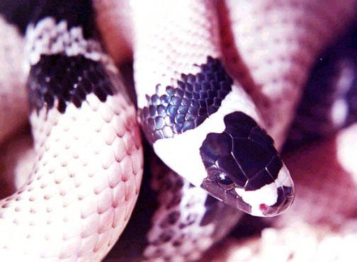Super clean adult anerythristic Honduran Milksnake