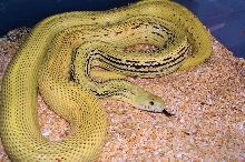 High Yellow annectans X deserticola. Natural intergrade.