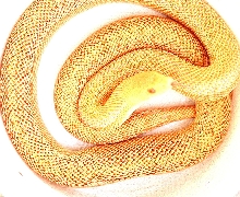Patternless albino Pacific Gopher 2004