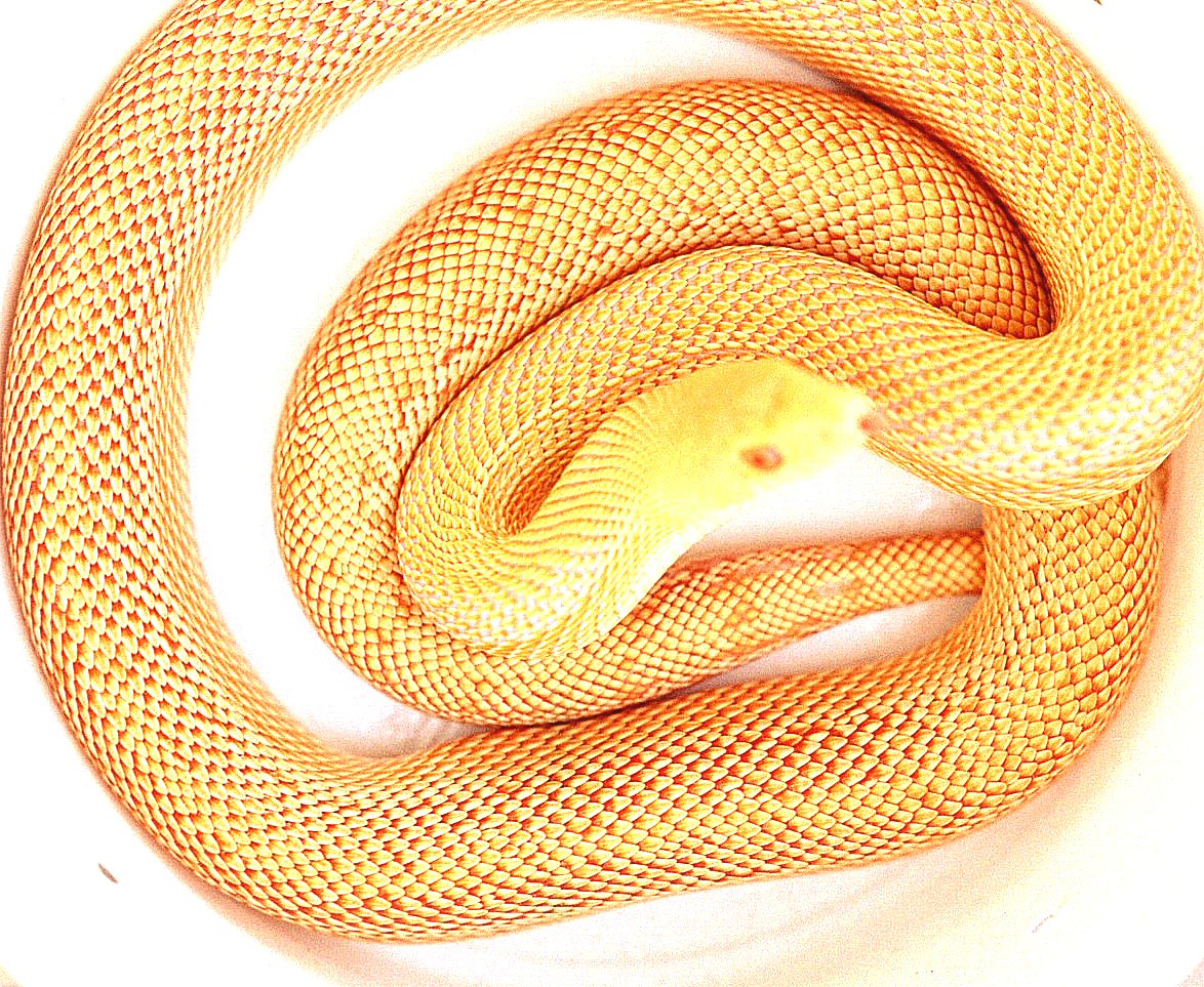 Patternless albino Pacific Gopher 2004