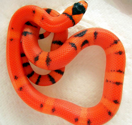 VP Hypo Honduran 2009