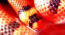 Hypo Honduran drinking water
