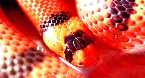 Hypo Honduran drinking water