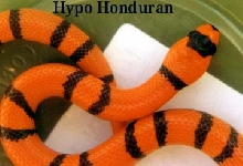 Super Hypo