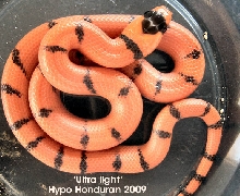 Ultra light honduran