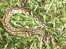 SCREAMERBROWNBACKMALE
