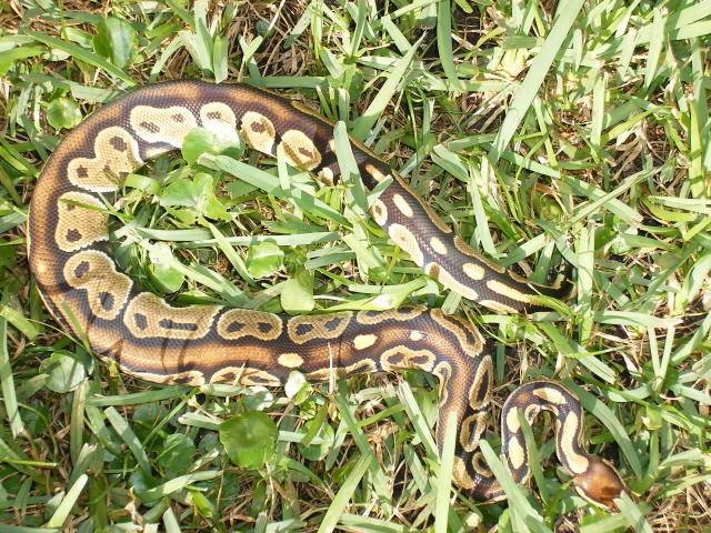 SCREAMERBROWNBACKMALE