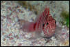 Saltwater - Austin Aquariums