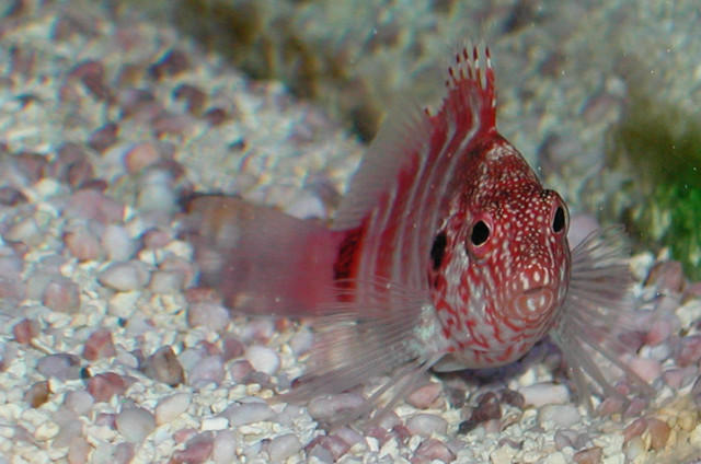 Saltwater - Austin Aquariums