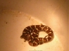 Milk snake or copperhead?