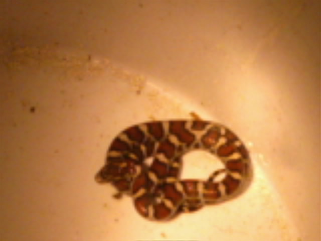 Milk snake or copperhead?
