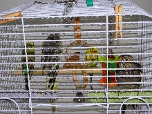 Wet Birdies