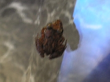 Better pic of  mystery frog