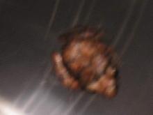 Mystery Frog, please help!!