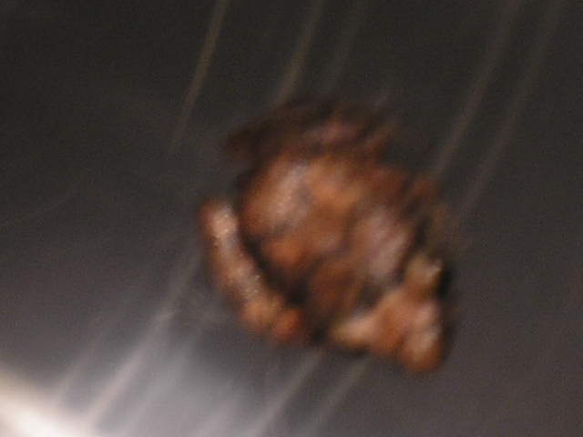 Mystery Frog, please help!!