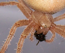 Who can tell me what type of spider this is?