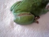 Shmeagal1