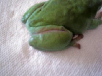 Shmeagal1