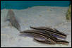 Saltwater - Austin Aquariums