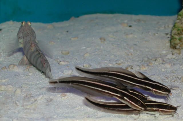 Saltwater - Austin Aquariums