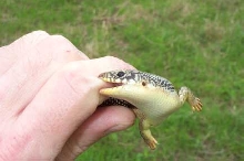 skinkbite