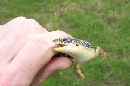 skinkbite