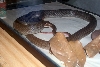 M. mentovarius