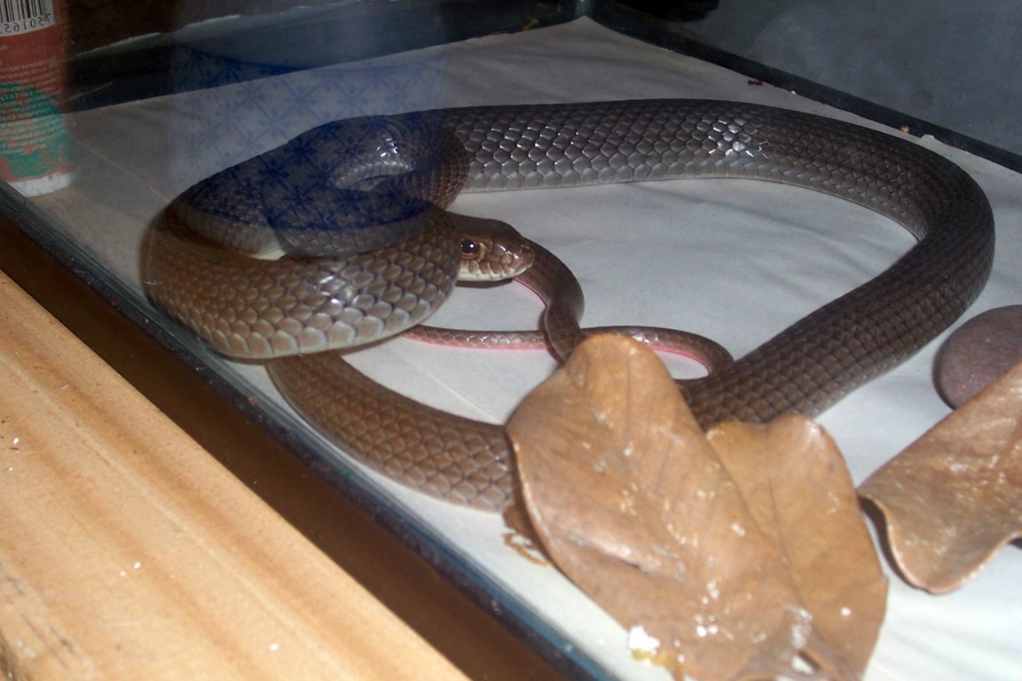 M. mentovarius